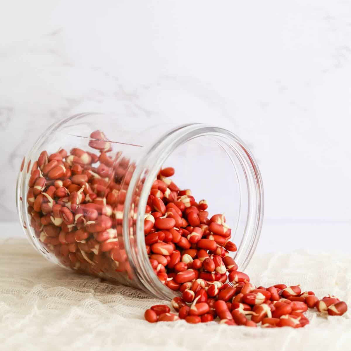 sprouted adzuki beans