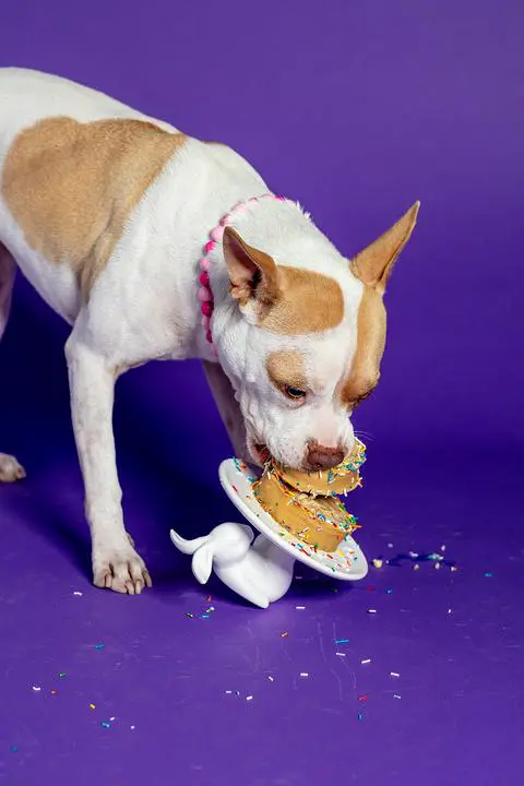 macchiato taking her second bite of her cake.