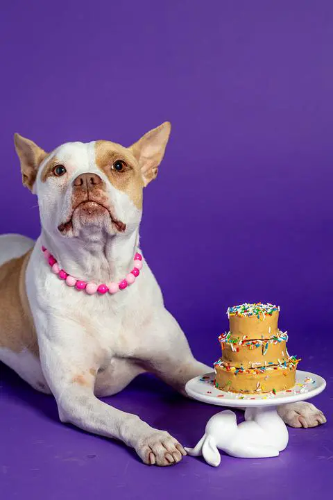 macchiato trying not to eat her cake until we say she can.
