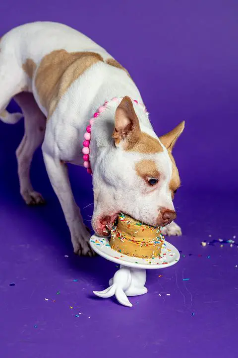 macchiato going in for the second bite of her cake.