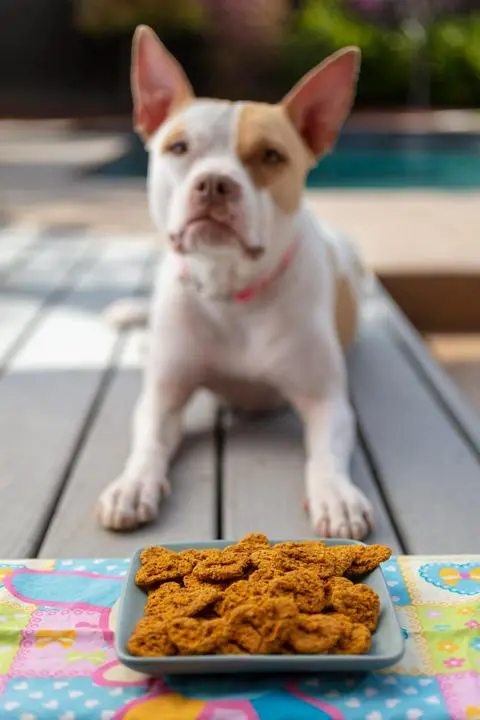 Macchiato sitting behind a plate of her dog treats.