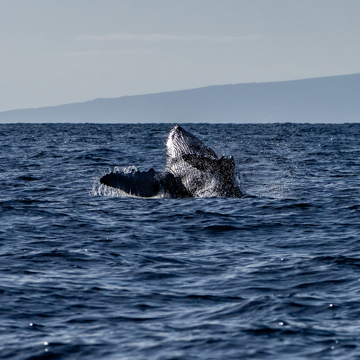 baby whale jumping out of the water in Maui.