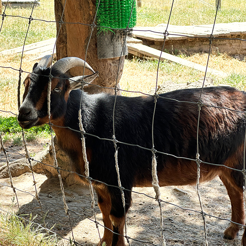 goat at Green Acres Farm Sanctuary near Portland.